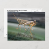 Grasshoppere Reflektionen Postkarte (Vorne/Hinten)