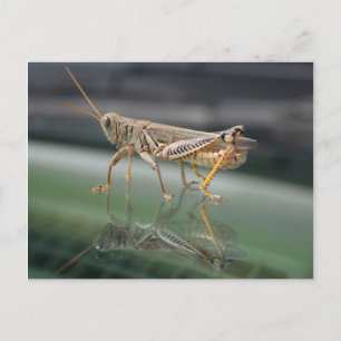 Grasshoppere Reflektionen Postkarte