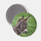 Grasspinne Magnet (Vorderseite/Rückseite)
