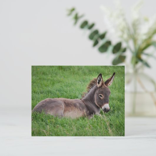 Grasspinne Postkarte (Stehend Vorderseite)