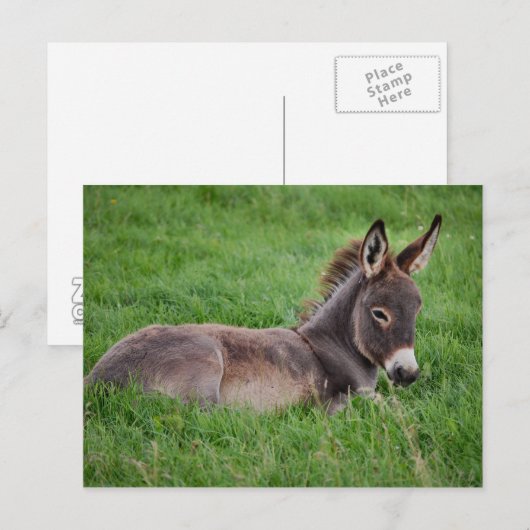 Grasspinne Postkarte (Vorne/Hinten)