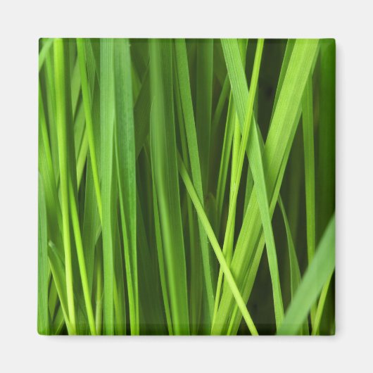 Grasstrahlen Magnet (Vorne)