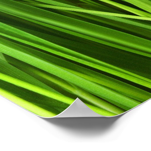 Grasstrahlen Poster (Ecke)