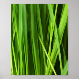 Grasstrahlen Poster