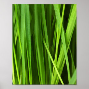 Grasstrahlen Poster