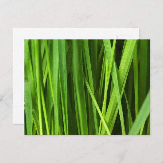 Grasstrahlen Postkarte (Vorne/Hinten)