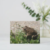 Grassy Frog Postkarte (Stehend Vorderseite)