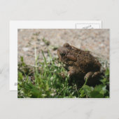 Grassy Frog Postkarte (Vorne/Hinten)