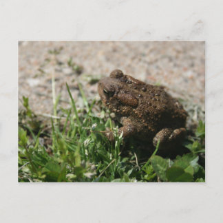 Grassy Frog Postkarte