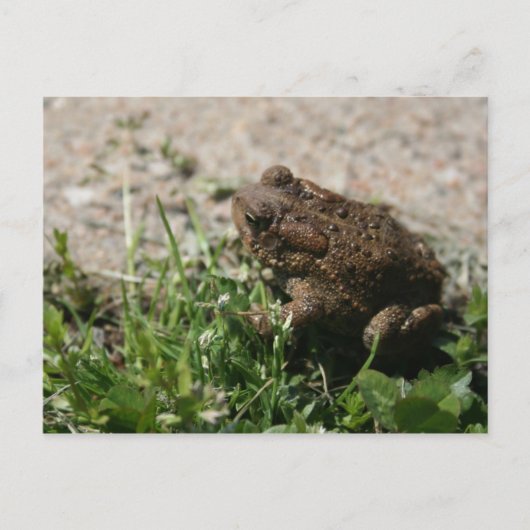 Grassy Frog Postkarte (Vorderseite)
