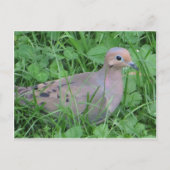 Grastaube Postkarte (Vorderseite)