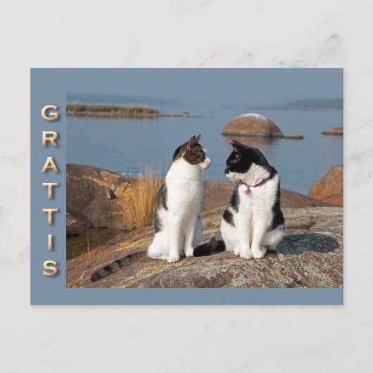 Grattiskort för katter CC0552 Postkarte (Vorderseite)