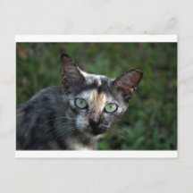 Grau Braun Weiße Katze mit grünen Augen