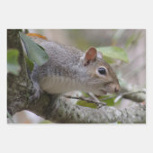 Grau-Eichhörnchen Behalte Geschenkpapier Set (Vorderseite 3)
