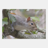 Grau-Eichhörnchen Behalte Geschenkpapier Set (Vorderseite 2)