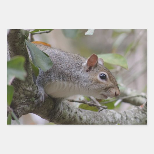 Grau-Eichhörnchen Behalte Geschenkpapier Set (Vorderseite 2)
