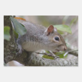 Grau-Eichhörnchen Behalte Geschenkpapier Set (Vorderseite)