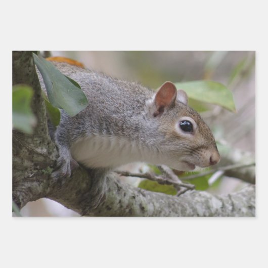 Grau-Eichhörnchen Behalte Geschenkpapier Set (Vorderseite)