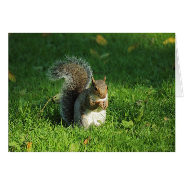 Grau Eichhörnchen, Bute Park, Cardiff (Vorderseite (Horizontal))