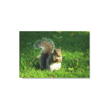 Grau Eichhörnchen, Bute Park, Cardiff