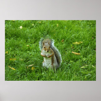 Grau Eichhörnchen, Bute Park, Cardiff Poster