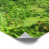 Grau Eichhörnchen, Bute Park, Cardiff Poster (Ecke)