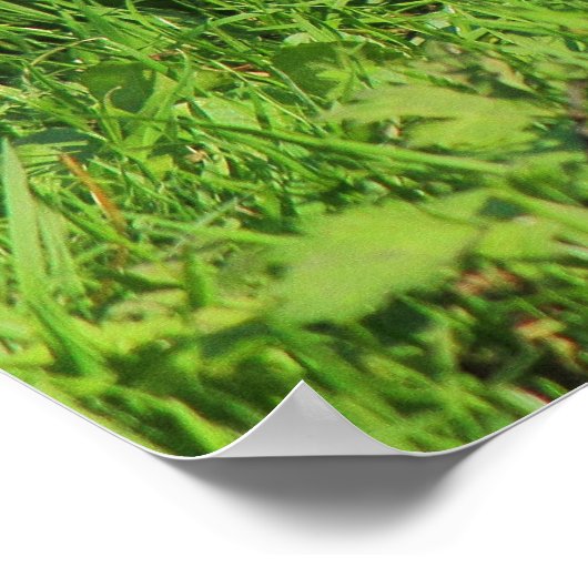 Grau Eichhörnchen, Bute Park, Cardiff Poster (Ecke)