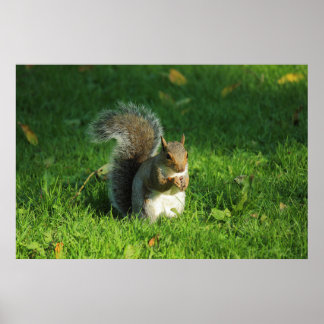 Grau Eichhörnchen, Bute Park, Cardiff Poster