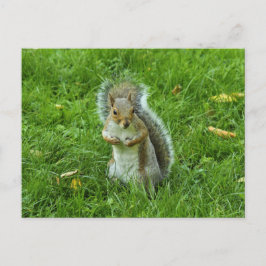 Grau Eichhörnchen, Bute Park, Cardiff Postkarte