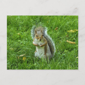 Grau Eichhörnchen, Bute Park, Cardiff Postkarte