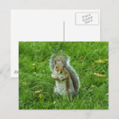 Grau Eichhörnchen, Bute Park, Cardiff Postkarte (Vorne/Hinten)