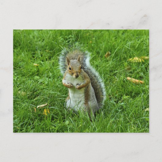 Grau Eichhörnchen, Bute Park, Cardiff Postkarte (Vorderseite)