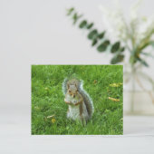 Grau Eichhörnchen, Bute Park, Cardiff Postkarte (Stehend Vorderseite)