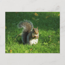 Grau Eichhörnchen, Bute Park, Cardiff Postkarte