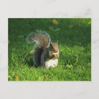 Grau Eichhörnchen, Bute Park, Cardiff Postkarte