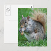 Grau-Eichhörnchen-Postkarte Postkarte (Vorne/Hinten)