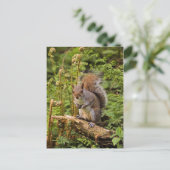 Grau-Eichhörnchen-Postkarte Postkarte (Stehend Vorderseite)