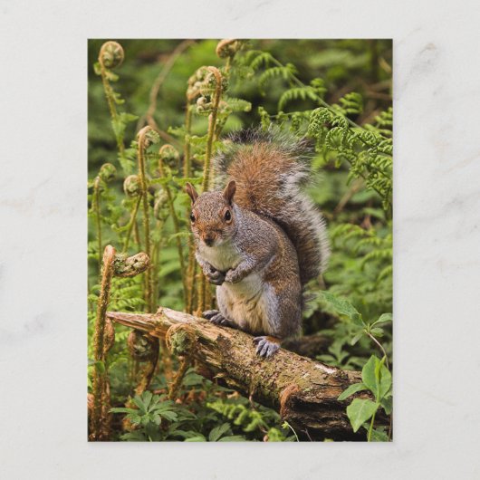 Grau-Eichhörnchen-Postkarte Postkarte (Vorderseite)