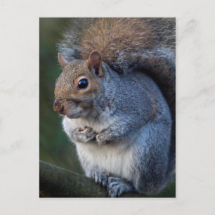 Grau-Eichhörnchen-Postkarte Postkarte