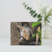 Grau-Eichhörnchen-Postkarte Postkarte (Stehend Vorderseite)