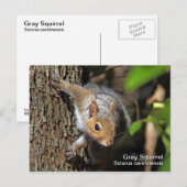 Grau-Eichhörnchen-Postkarte Postkarte (Vorne/Hinten)