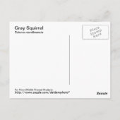Grau-Eichhörnchen-Postkarte Postkarte (Rückseite)