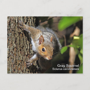 Grau-Eichhörnchen-Postkarte Postkarte