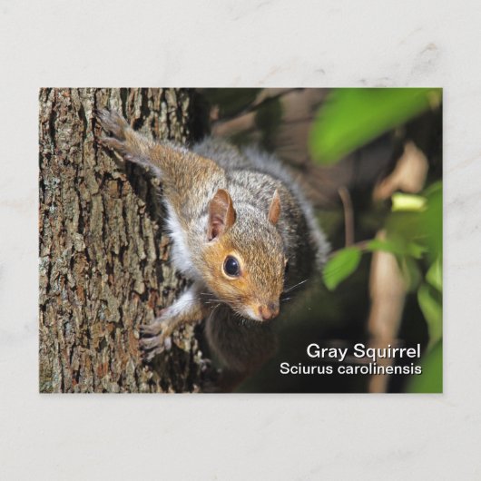 Grau-Eichhörnchen-Postkarte Postkarte (Vorderseite)