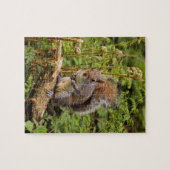 Grau-Eichhörnchen-Puzzle/Jigsaw mit Zinn Puzzle (Horizontal)