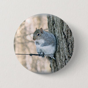 Grau-Eichhörnchen - Sciurus carolinensis Button