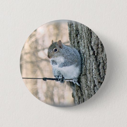 Grau-Eichhörnchen - Sciurus carolinensis Button (Vorderseite)