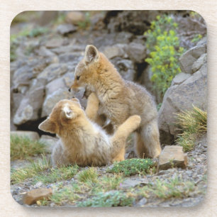 Grau-Fox-Paar (Lycalopex griseus) 2 Getränkeuntersetzer