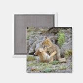 Grau-Fox-Paar (Lycalopex griseus) 2 Magnet (Vorderseite/Rückseite)