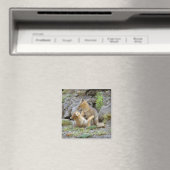 Grau-Fox-Paar (Lycalopex griseus) 2 Magnet (In Situ (Geschirrspüler))